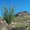 Ocotillo