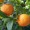 Orange Blossom Petals