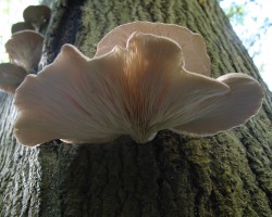 Oyster Mushroom
