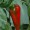 Paprika Sweet