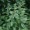 Pellitory of the Wall