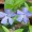Periwinkle, Lesser