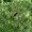 Pine