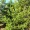 Pine, Lodgepole