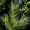 Pine, Wild