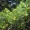 Pinyon Pine