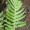 Polypody
