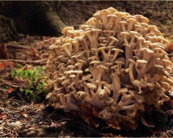 Polyporus Mushroom