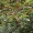 Prickly Ash, Northern