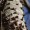 Prickly Ash, Southern