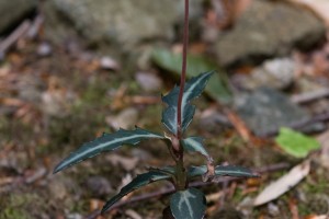 Prince's Pine