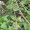 Punarnava