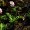 Purple Crown Vetch