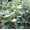 Purslane