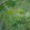 Quaking Aspen