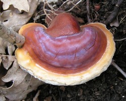 Reishi Mushroom
