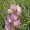 Restharrow