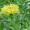 Rhodiola