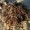 Rose of Jericho, True