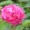 Rose, Pink