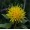Safflower