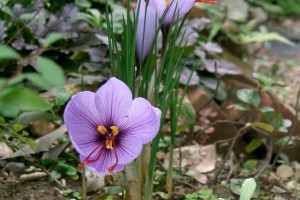 Saffron, Spanish