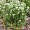 Scurvy Grass