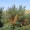 Sea Buckthorn