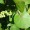 Sea Grape