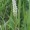 Senega Snakeroot