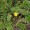 Silverweed
