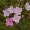 Small Flower Willow