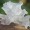 Snow Fungus
