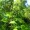 Spikenard