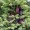 Spruce, Black
