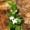 Partridge Berry