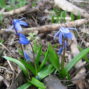 Squill Bulb, White