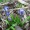 Squill Bulb, White