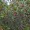 Strawberry Tree