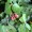 Sumac, Fragrant