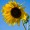 Sun Flower