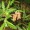 Sweet Fern