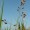 Sweetgrass