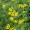 Tansy