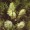 Tea Tree