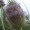 Teasel, Fuller's