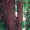Thuja