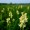 Toadflax