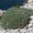 Tragacanth