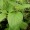 Holy Basil